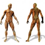 List of Exercises by Body List of Exercises by Body Part
